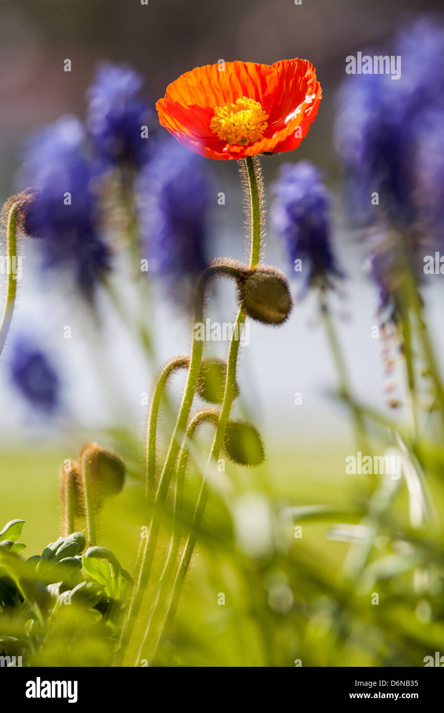 Berlin, Allemagne, Mohnbluete irlandais (coquelicots) Banque D'Images