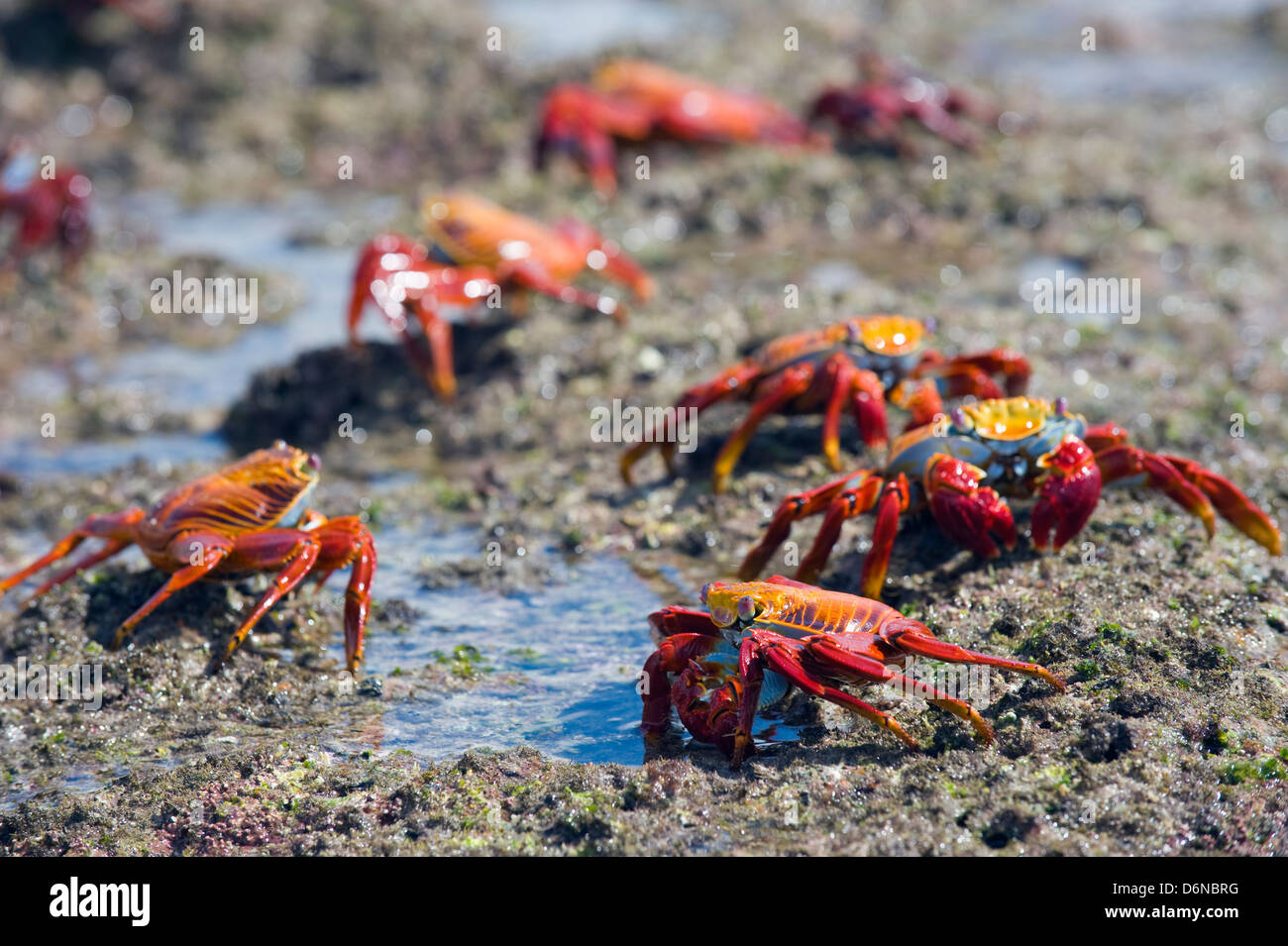 Sally Lightfoot, crabe Grapsus Grapsus, Sullivan Bay, Isla Santiago, îles Galapagos, site de l'Unesco, l'Équateur, en Amérique du Sud Banque D'Images
