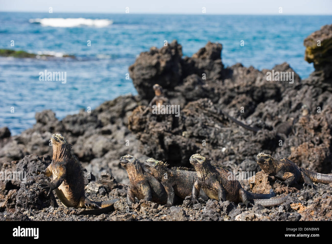 Iguanes marins, Amblyrhynchus cristatus, Les Tintoreras, Isla Isabela, îles Galapagos, site de l'Unesco, l'Équateur, en Amérique du Sud Banque D'Images