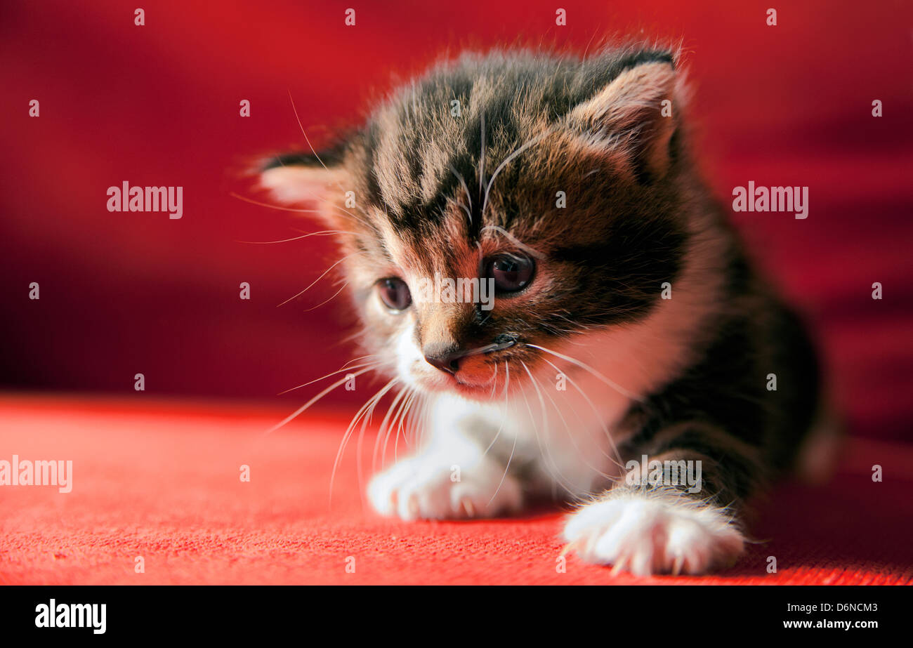 Adorable petit chaton Banque D'Images