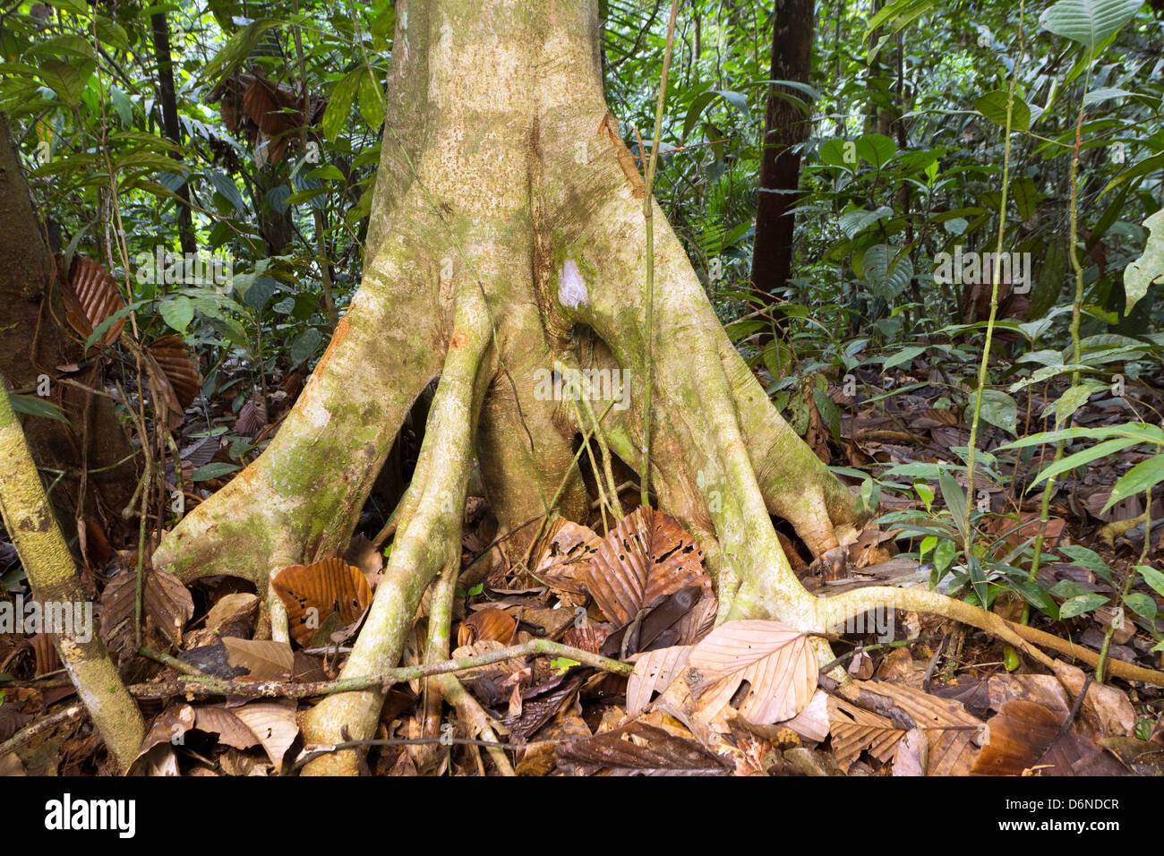 Tronc d'arbre avec des racines échasses en Amazonie équatorienne Banque D'Images