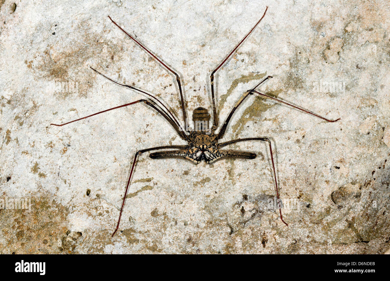 (Amblypigid whipscorpion sans queue) sur un mur, l'Equateur grotte minable Banque D'Images