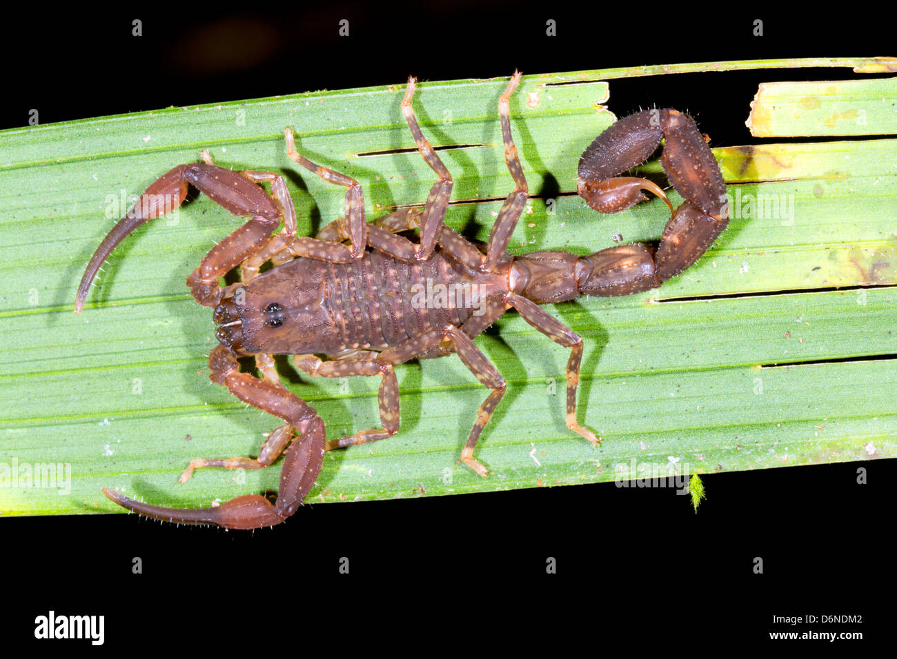 Scorpion sur une feuille d'un palmier dans la forêt tropicale, l'Équateur Banque D'Images