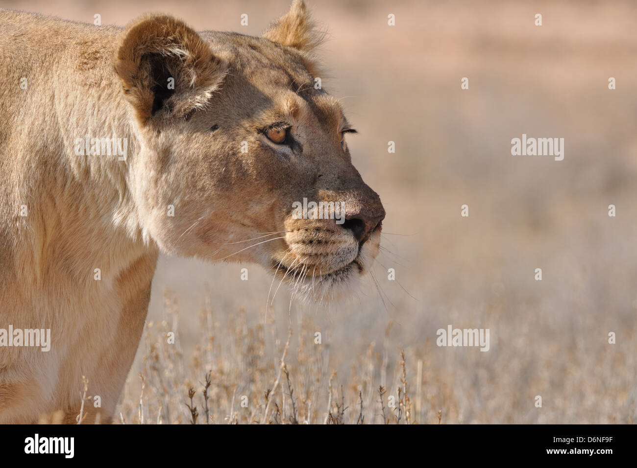Lionne, Panthera leo, Kgalagadi Transfrontier Park, Northern Cape, Afrique du Sud Banque D'Images