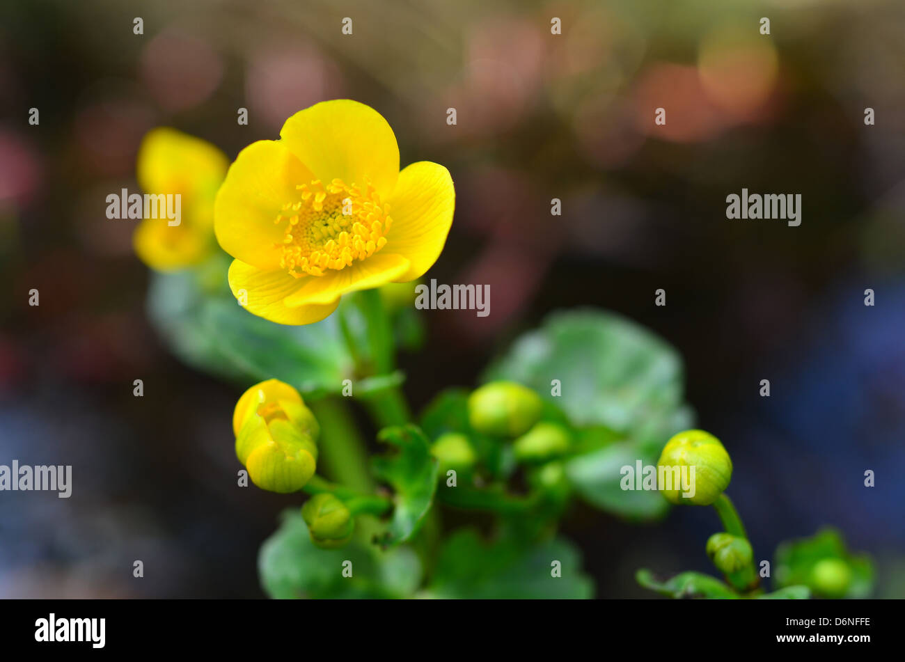 Kingcups autour de l'étang dans mon jardin annonçant le printemps Banque D'Images