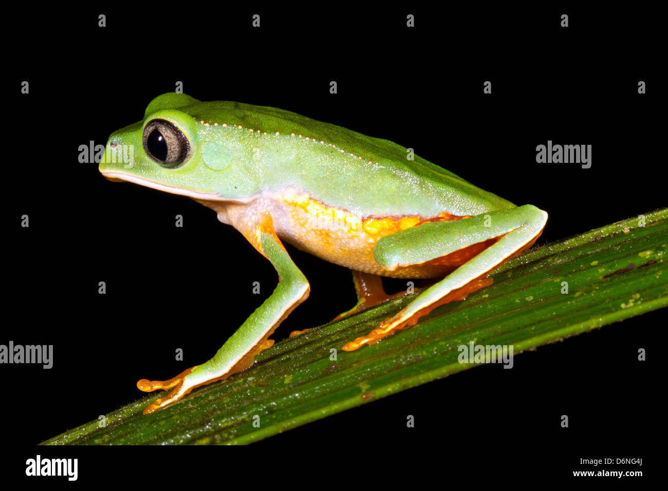 Bordée de blanc (grenouille singe Phyllomedusa vaillanti) sur une feuille dans la nuit dans la forêt tropicale, l'Équateur Banque D'Images