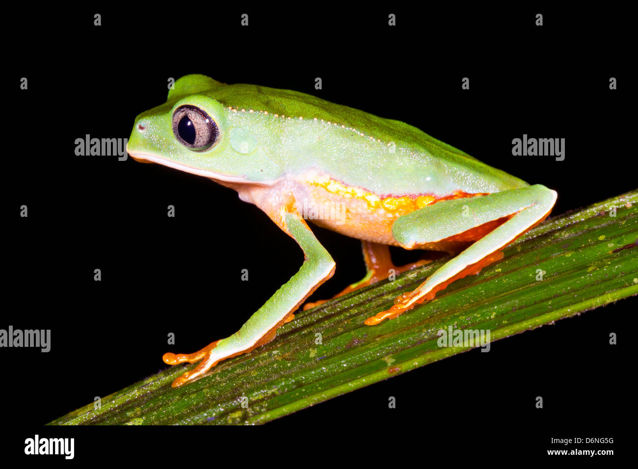 Bordée de blanc (grenouille singe Phyllomedusa vaillanti) sur une feuille dans la nuit dans la forêt tropicale, l'Équateur Banque D'Images