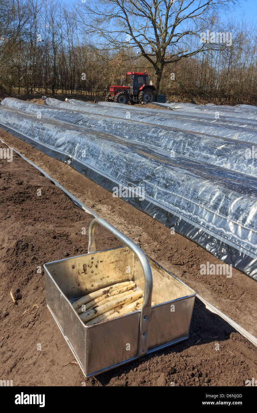 La première production d'asperges asperges de lits dans la campagne des Pays-Bas Banque D'Images