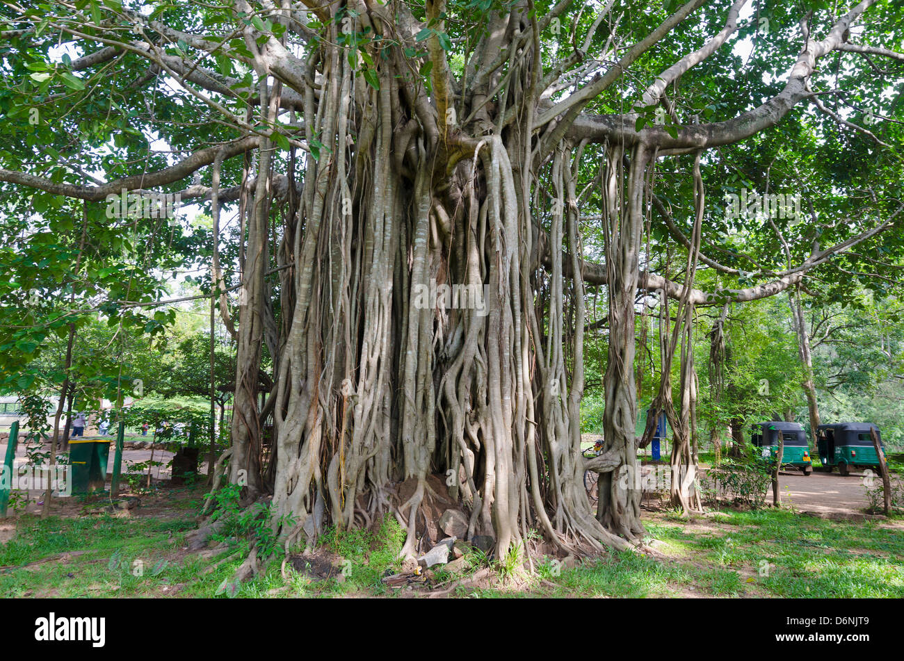 Les racines des arbres, Polonnaruwa (Site du patrimoine mondial de l'UNESCO), North Central Province, Sri Lanka Banque D'Images
