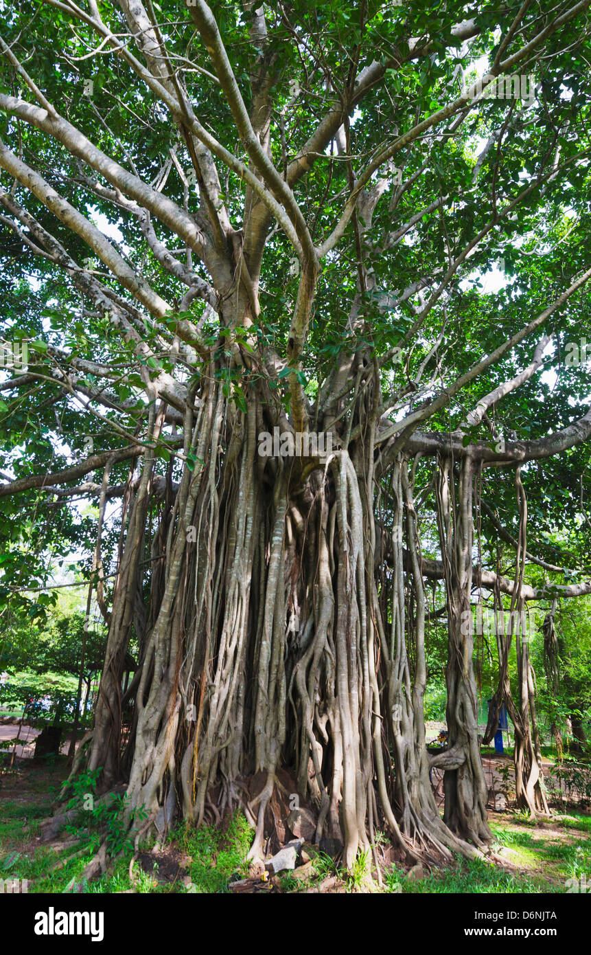 Les racines des arbres, Polonnaruwa (Site du patrimoine mondial de l'UNESCO), North Central Province, Sri Lanka Banque D'Images