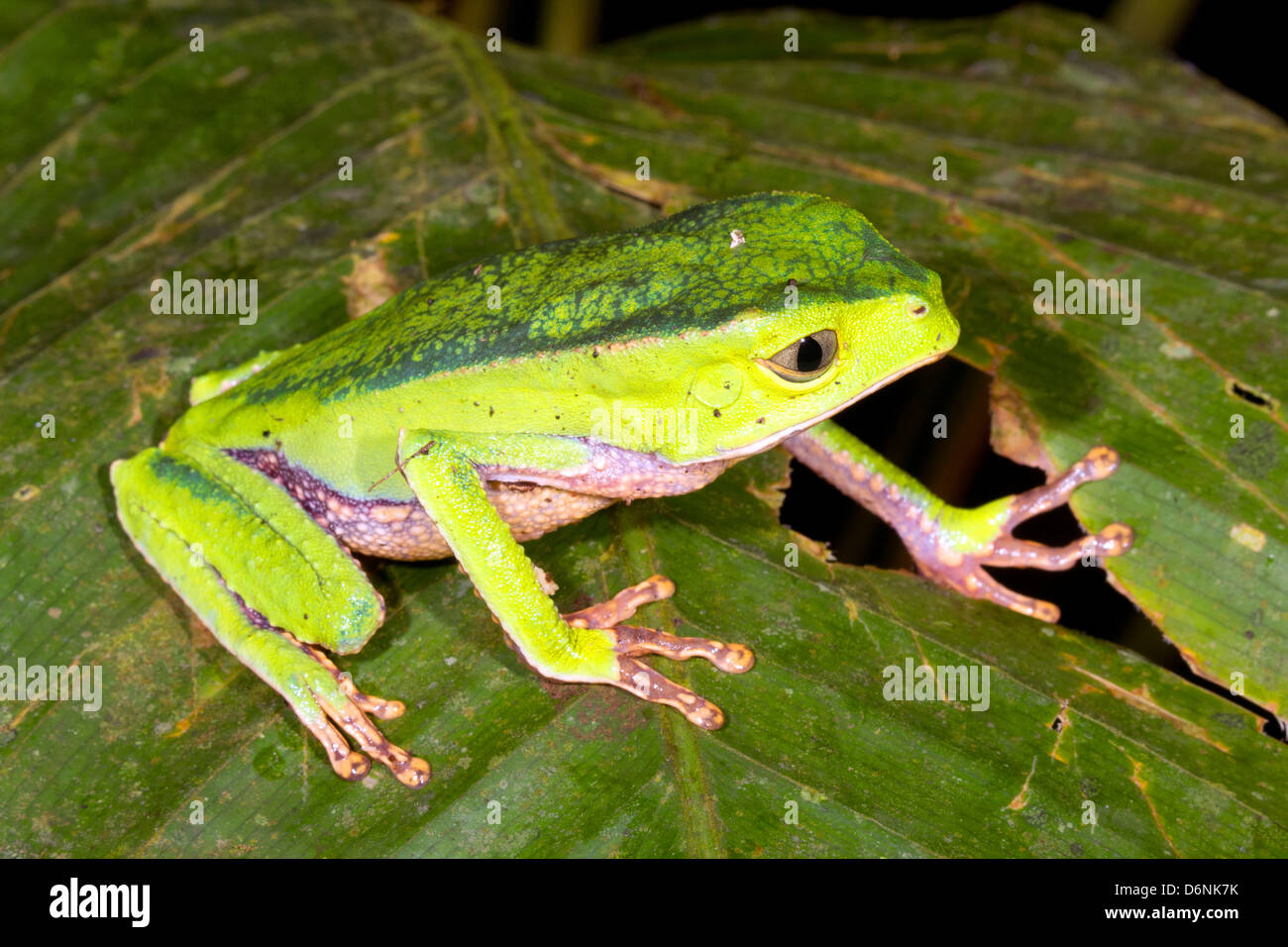 Bordée de blanc (grenouille singe Phyllomedusa vaillanti) sur une feuille dans la nuit dans la forêt tropicale, l'Équateur Banque D'Images