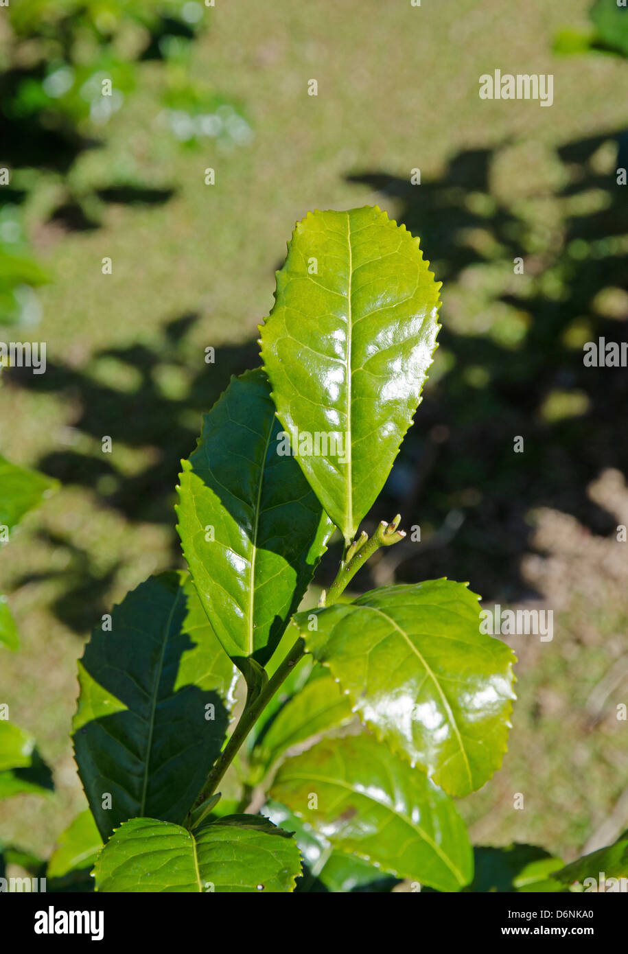 Une usine de thé à Tregothnan Estate à Cornwall, England, UK Banque D'Images