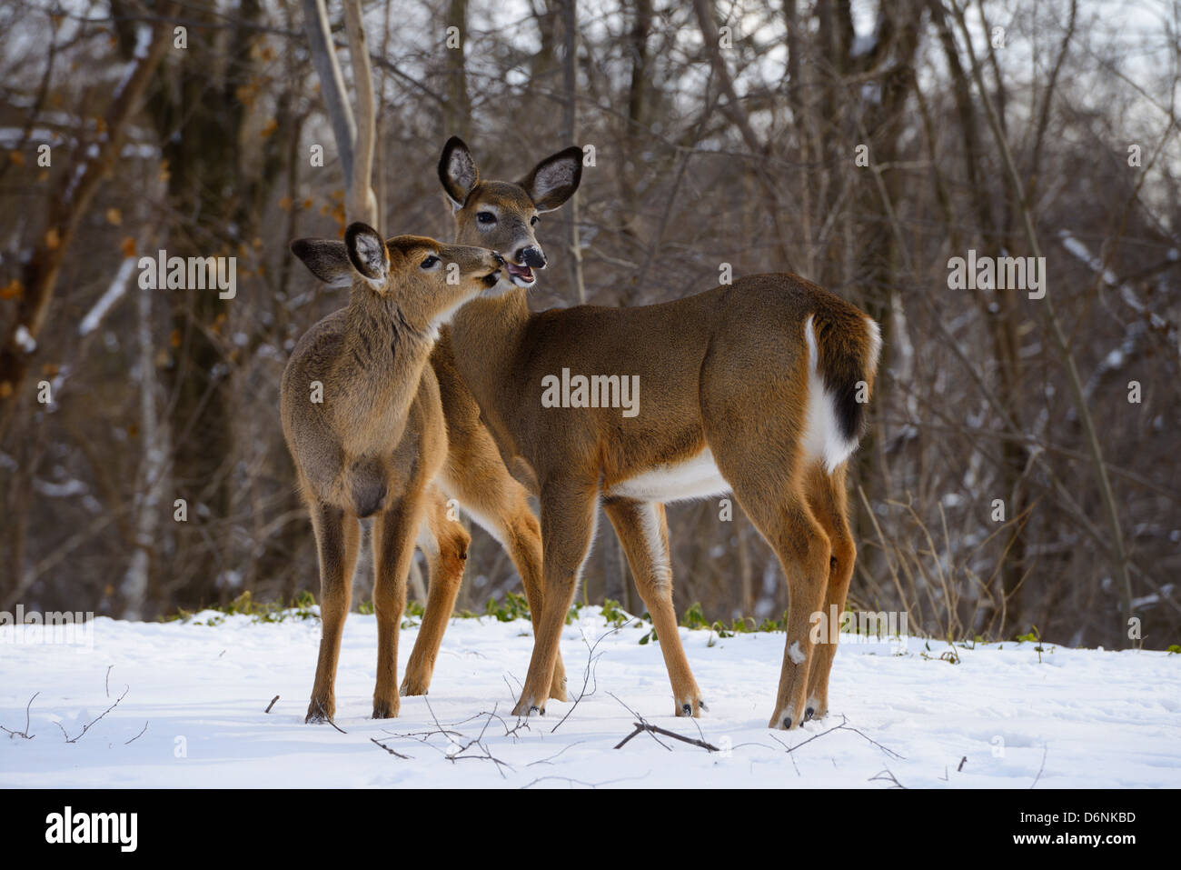 Deux cerf doe deer s'embrasser en hiver dans un jardin dans un ravin de toronto Banque D'Images