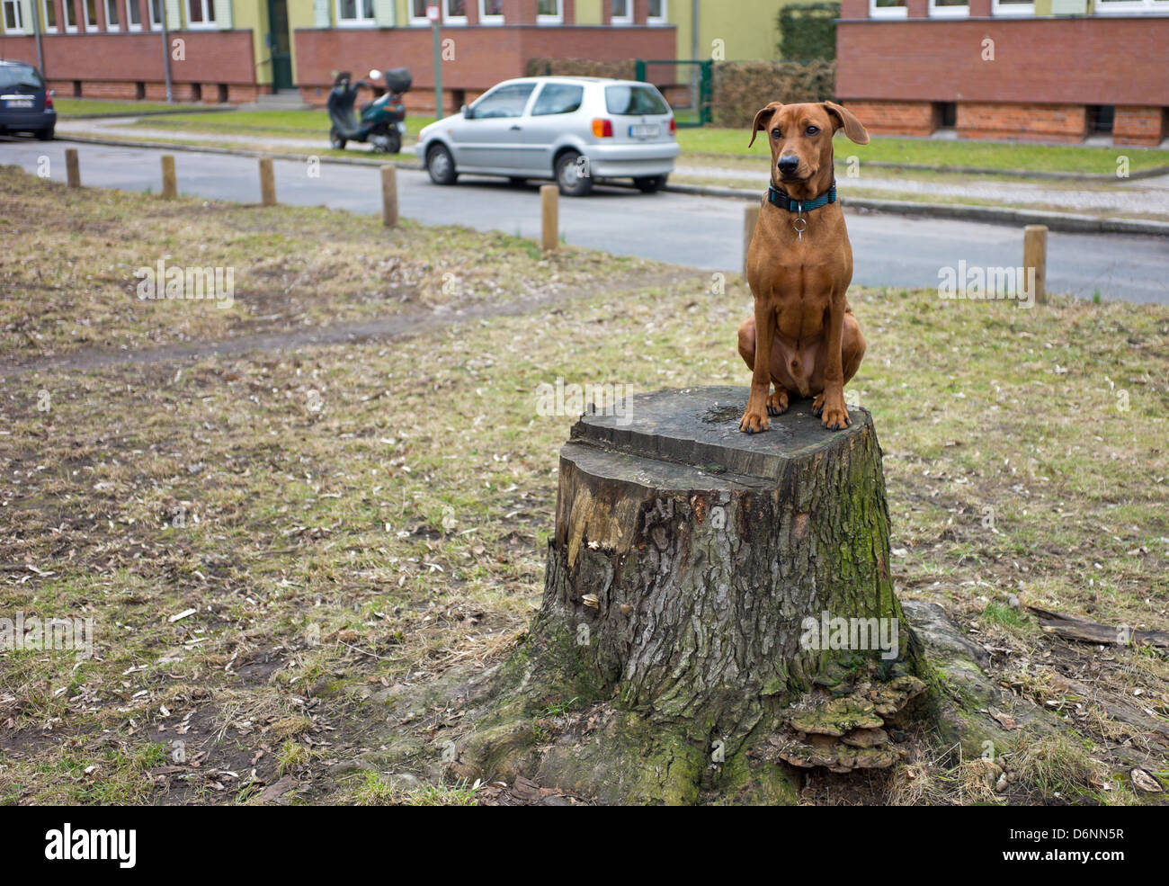 Berlin, Allemagne, Pinscher allemand assis sur une souche d'arbre Banque D'Images