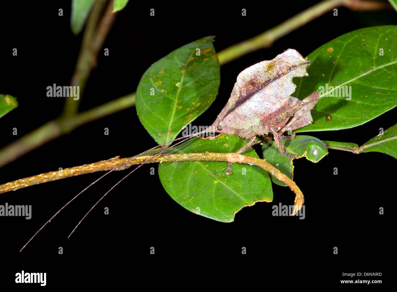 Brown que la mimer katydid dans la forêt tropicale en sous-bois, de l'Équateur Banque D'Images