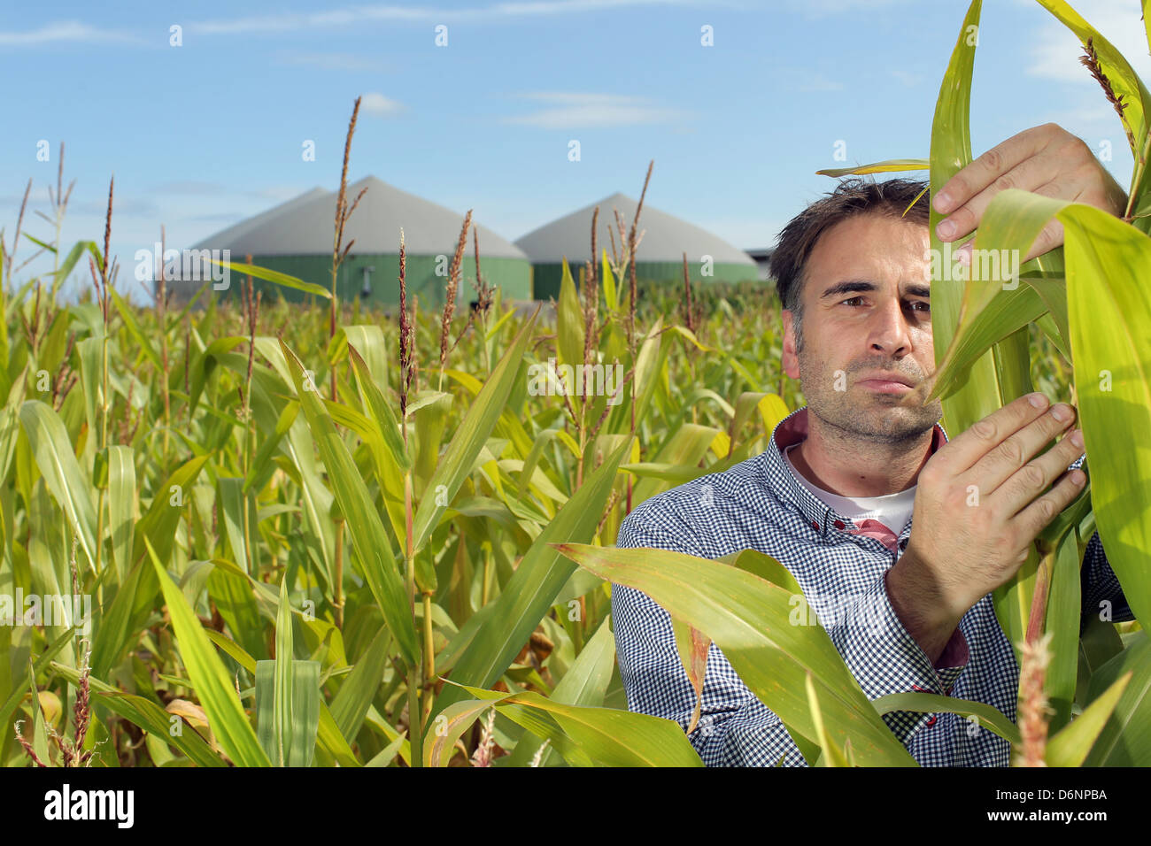 Wees, Allemagne, champ de maïs avec une usine de biogaz Banque D'Images