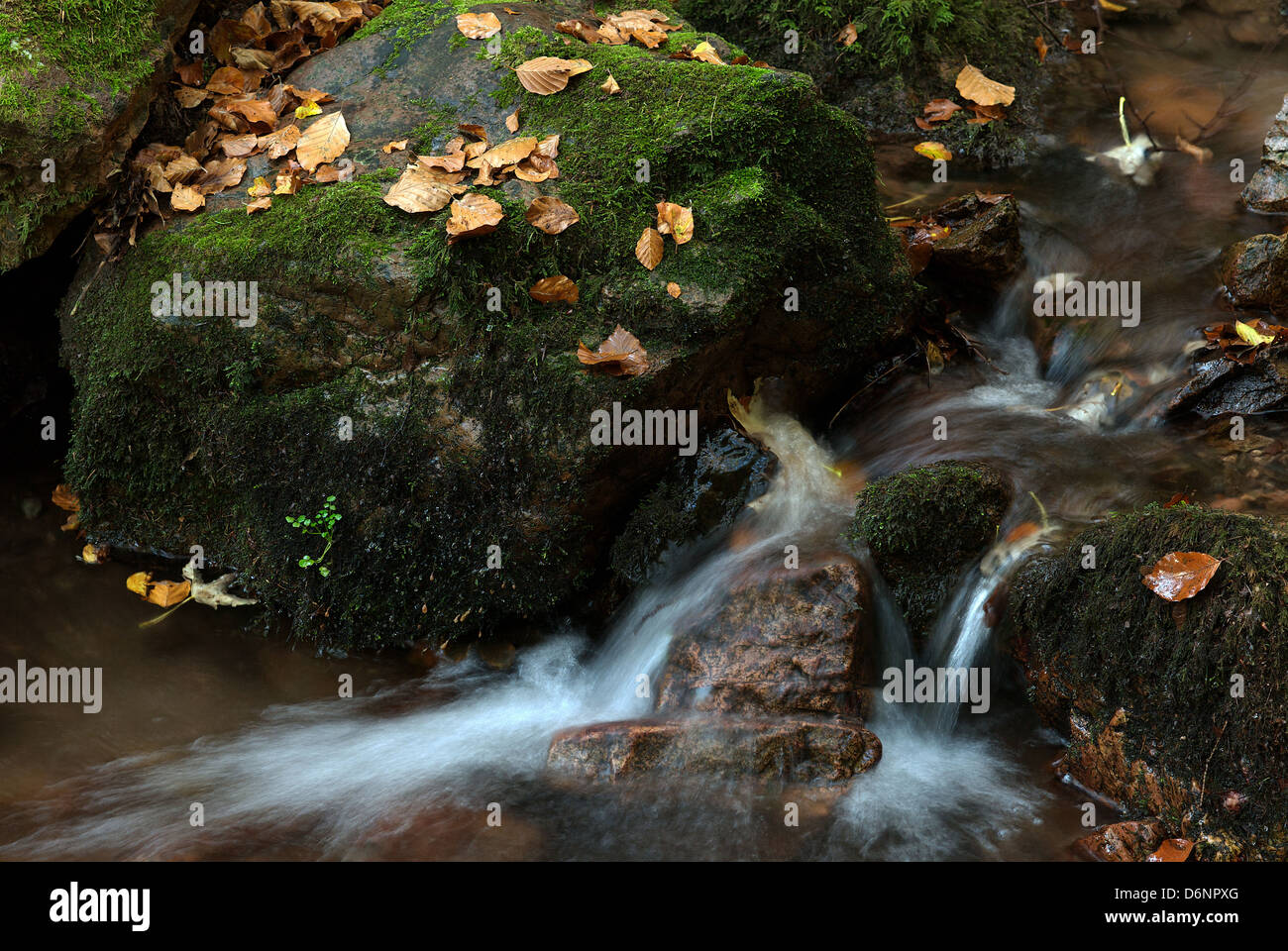 Tabarz, Allemagne, un flux d'automne dans la forêt de Thuringe Banque D'Images