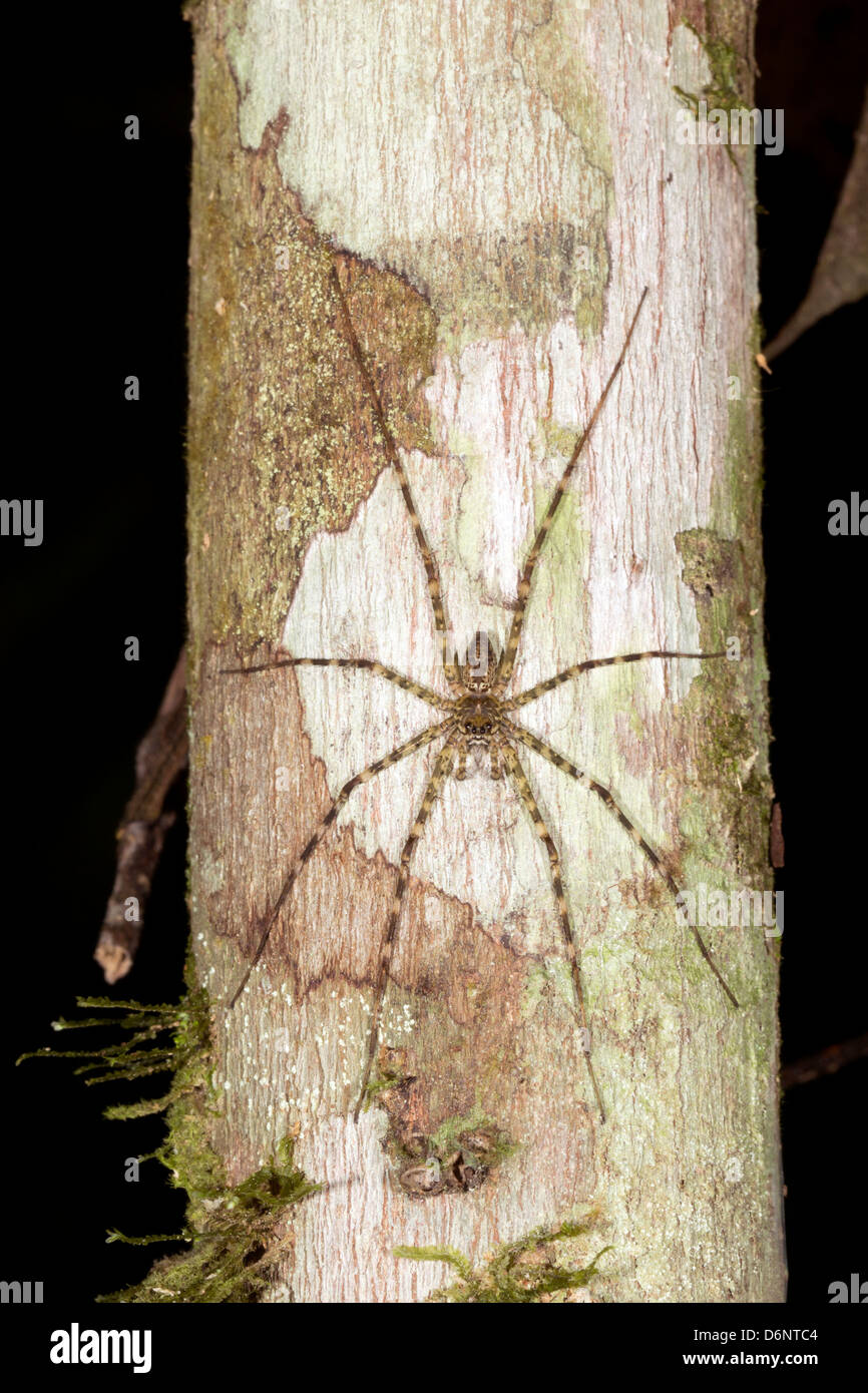Grande araignée sur un tronc d'arbre, de l'Équateur Banque D'Images