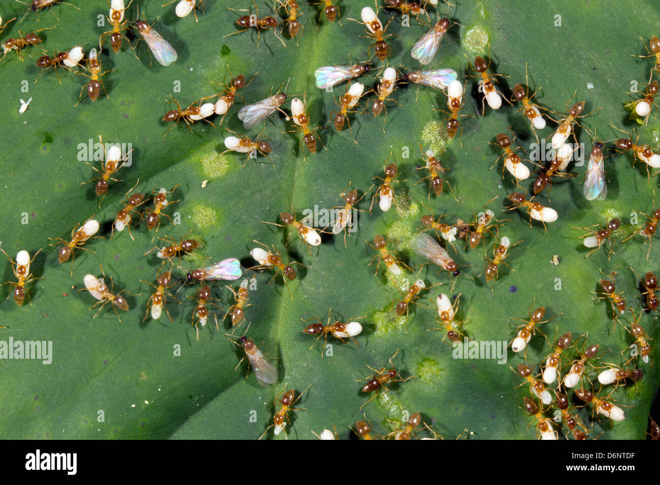 Essaim de voler les fourmis et les travailleurs occupés de larves, Equateur Banque D'Images