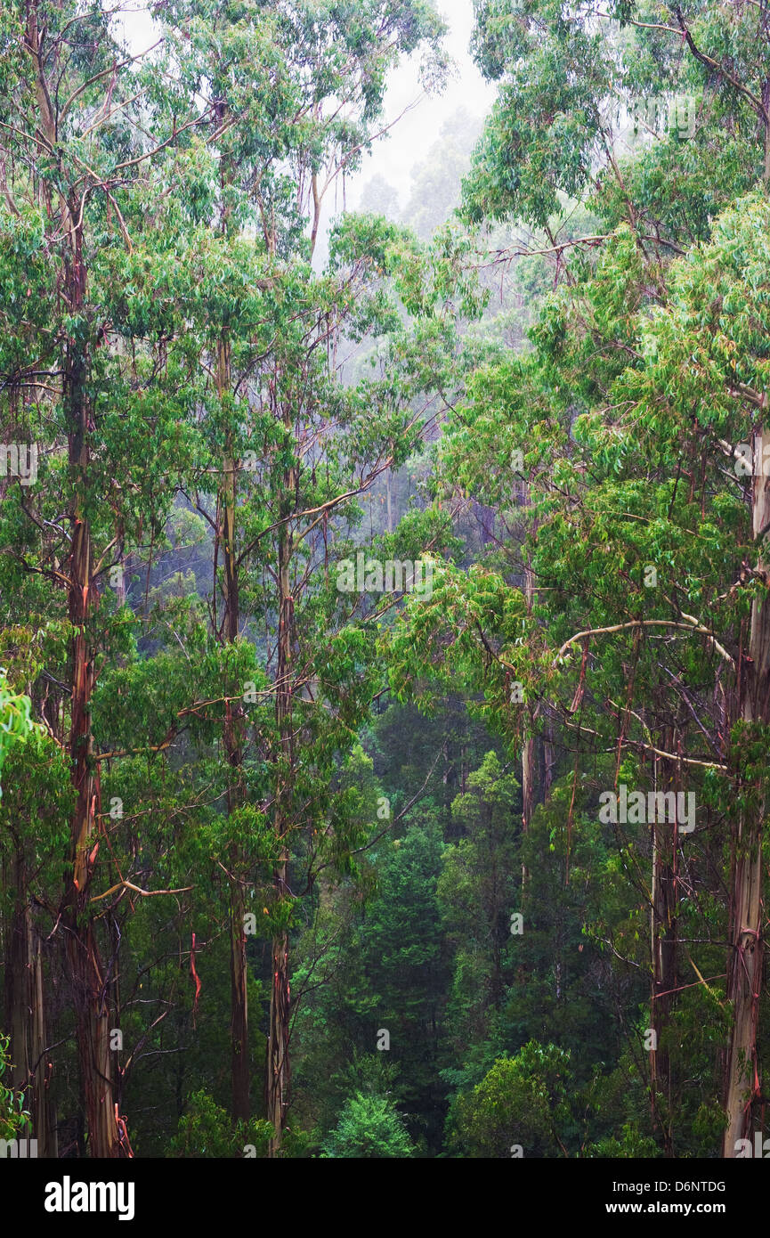 Célèbre Rainforest sous la pluie à partir de la Tree Top Walk de Otway Fly jusqu'à 30 mètres au-dessus du niveau du sol,Great Ocean Road, l'Australie Banque D'Images