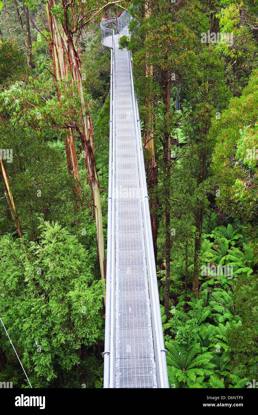 La passerelle en acier Otway Fly dans la forêt tropicale jusqu'à 30 mètres au-dessus du niveau du sol,Great Ocean Road, l'Australie Banque D'Images