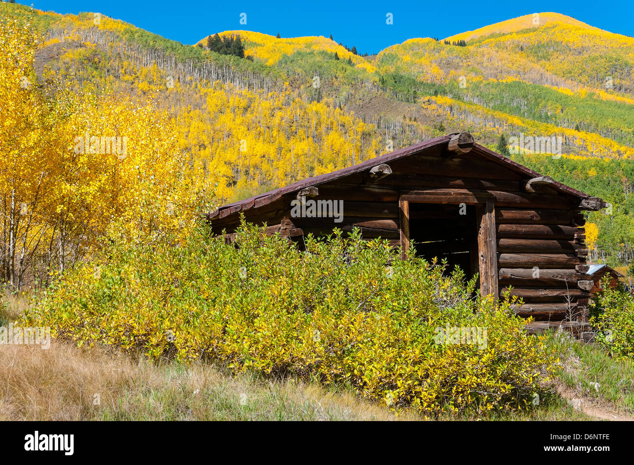 Bâtiments entourés de feuillage de l'automne, Ashcroft Ghost Town, Pitkin County près de Aspen, Colorado. Banque D'Images