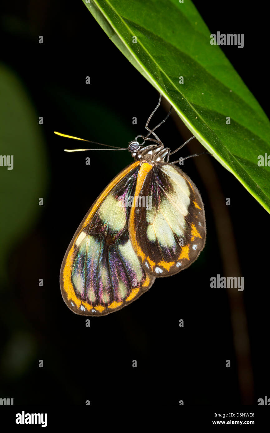 Ithomine transparent butterfly se percher sur une feuille dans la forêt pluviale la nuit Banque D'Images