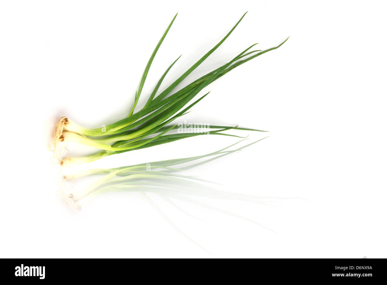 Oignon de printemps sur le fond blanc. Banque D'Images