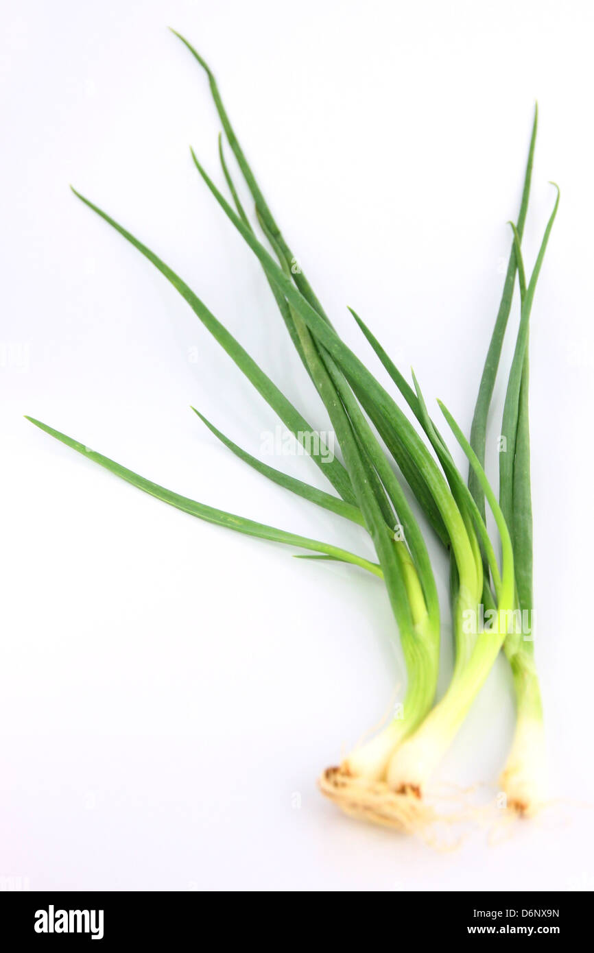 Oignon de printemps sur le fond blanc. Banque D'Images