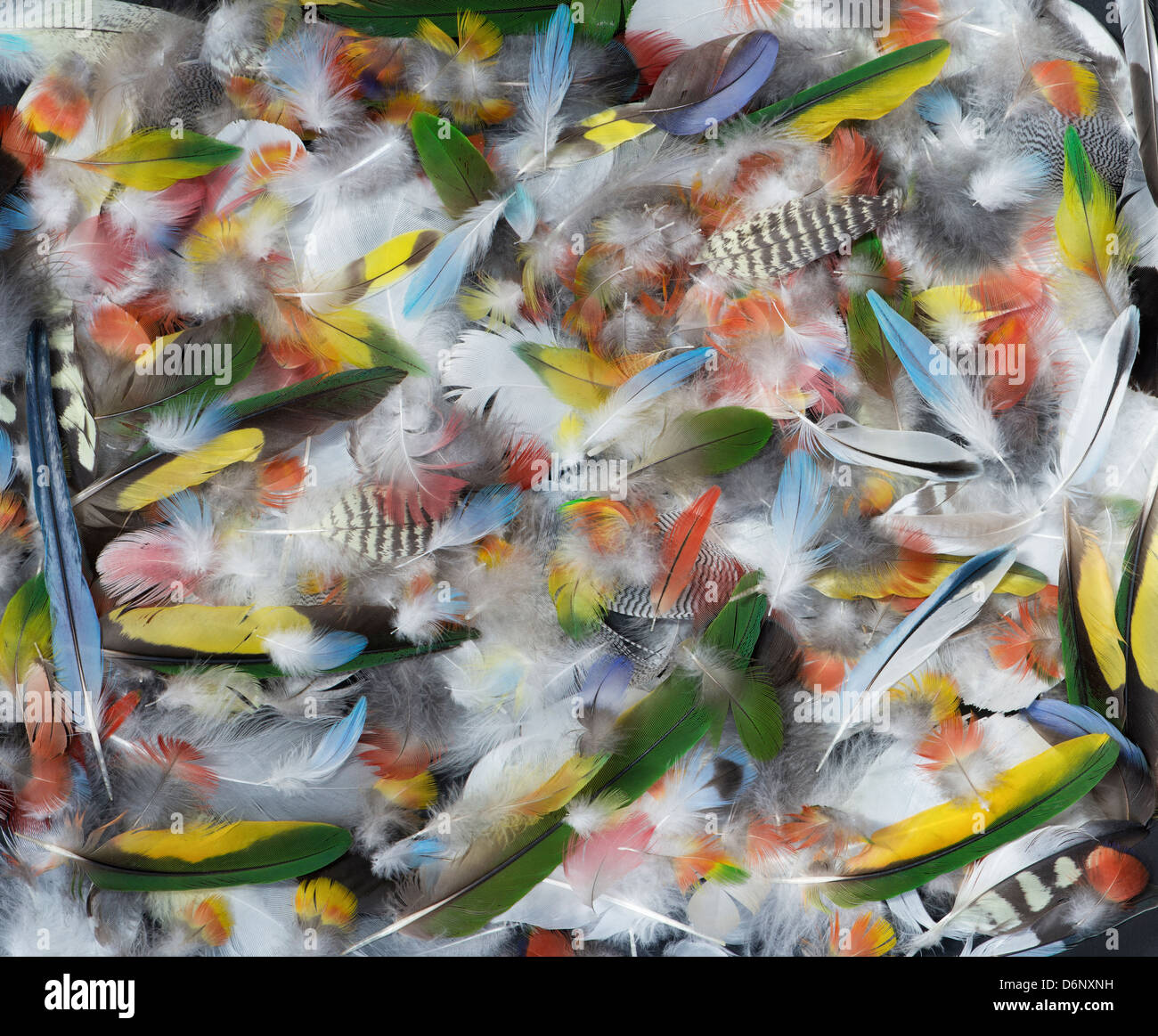 Les plumes des oiseaux tropicaux modèle australien Banque D'Images