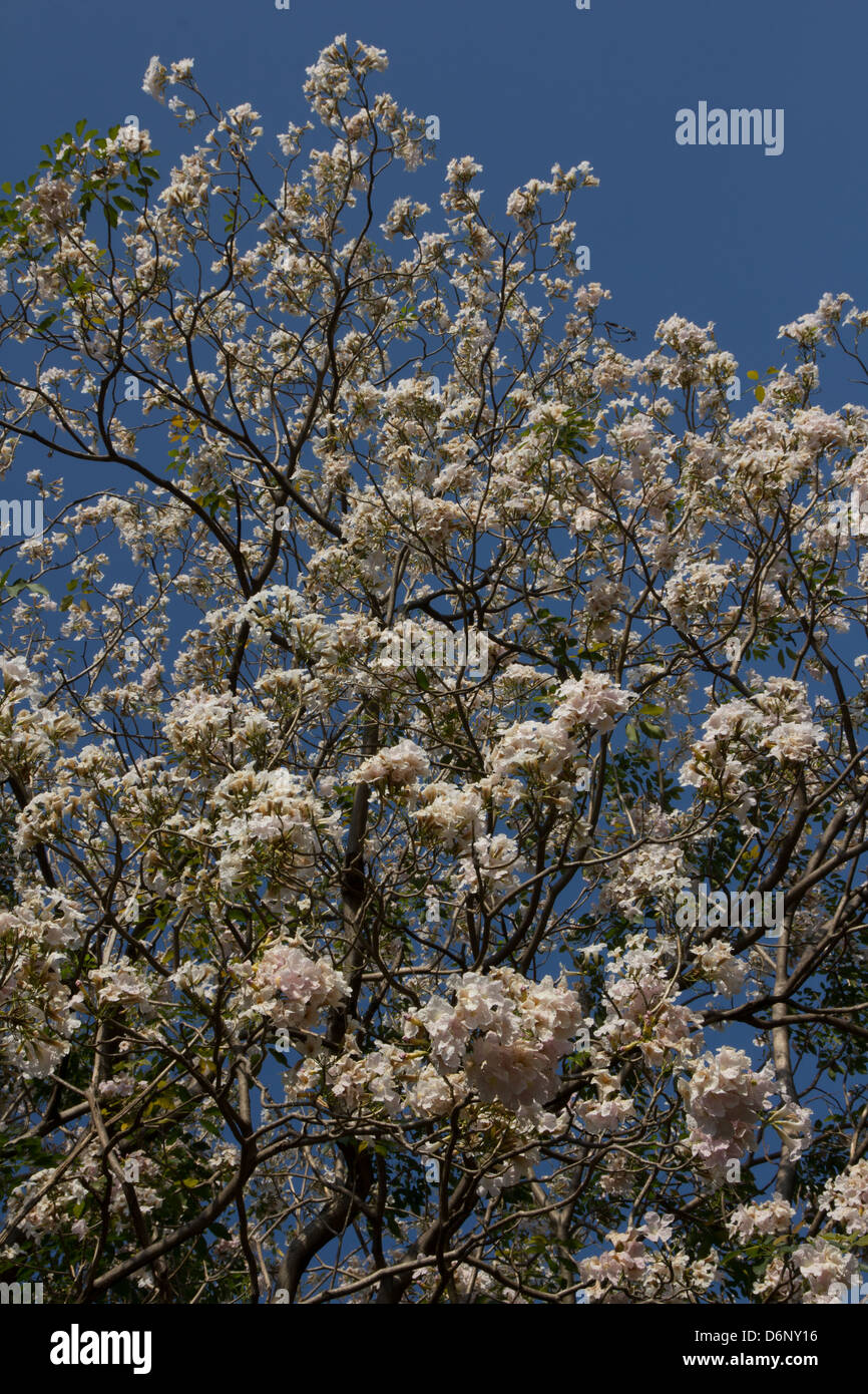 Fleurs blanches avec ciel bleu Banque D'Images