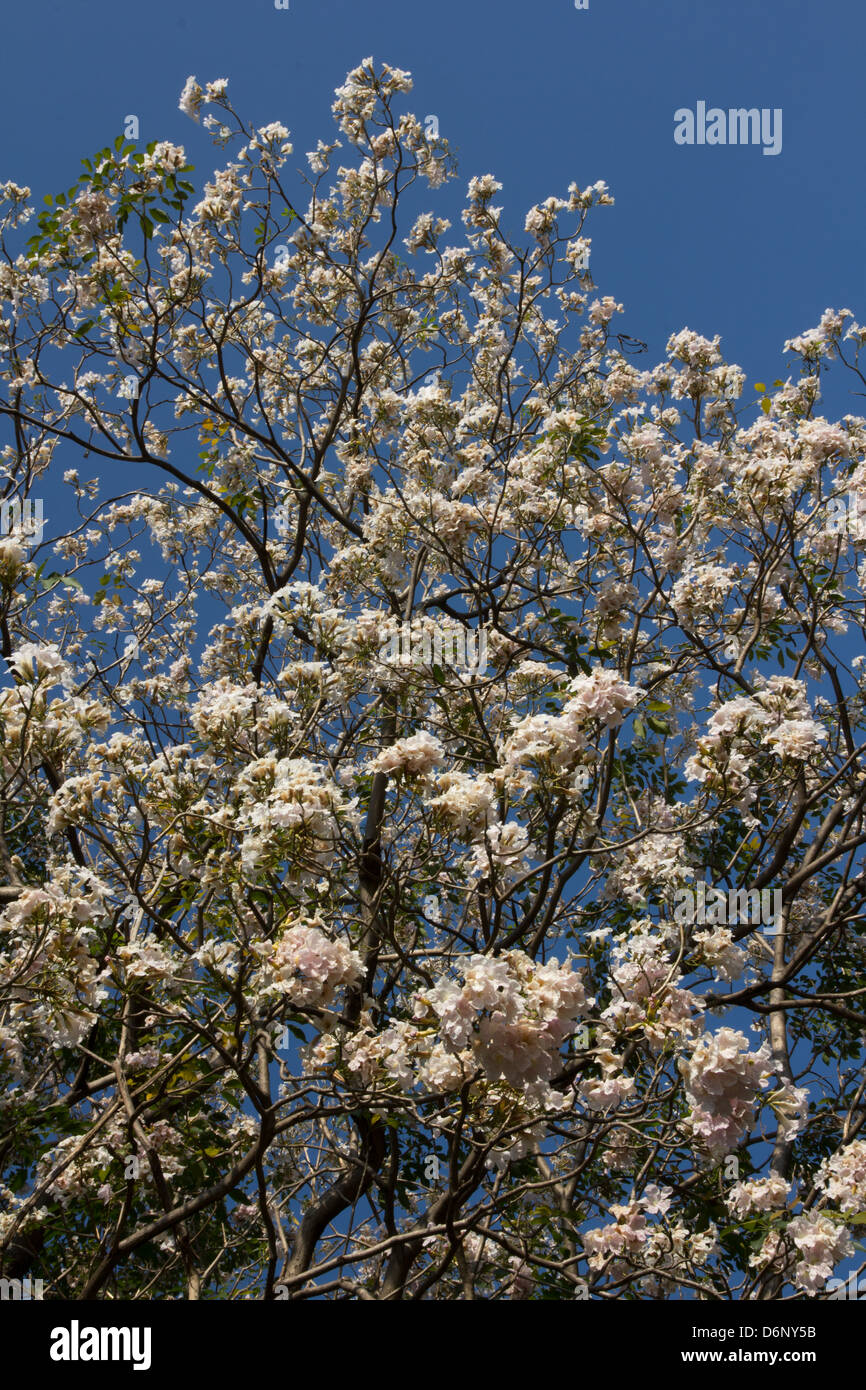 Fleurs blanches avec ciel bleu Banque D'Images