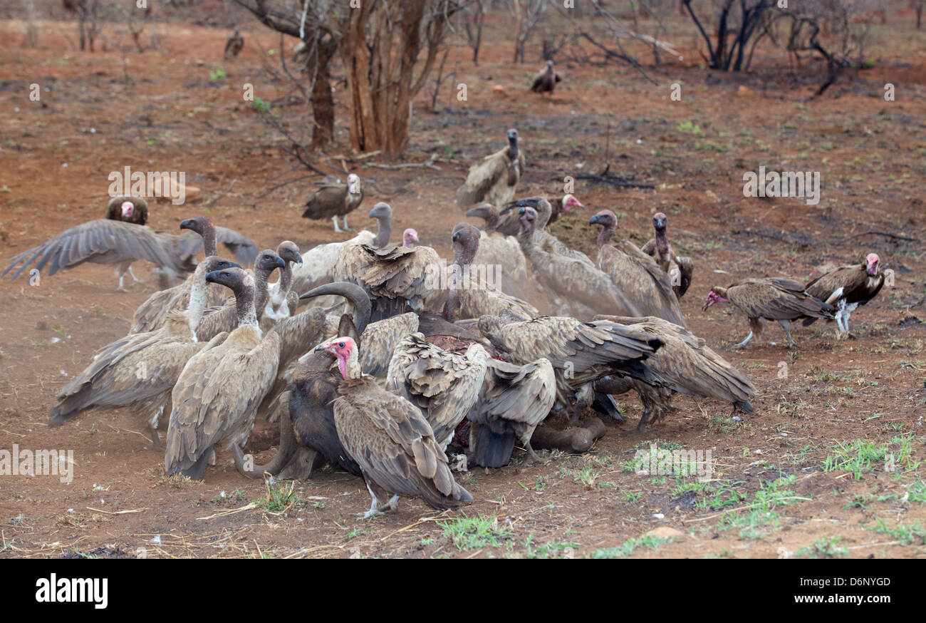 Le phoque à capuchon et le White-Backed les vautours lors d'un kill Gnous dans le Parc National Kruger, Afrique du Sud. Banque D'Images