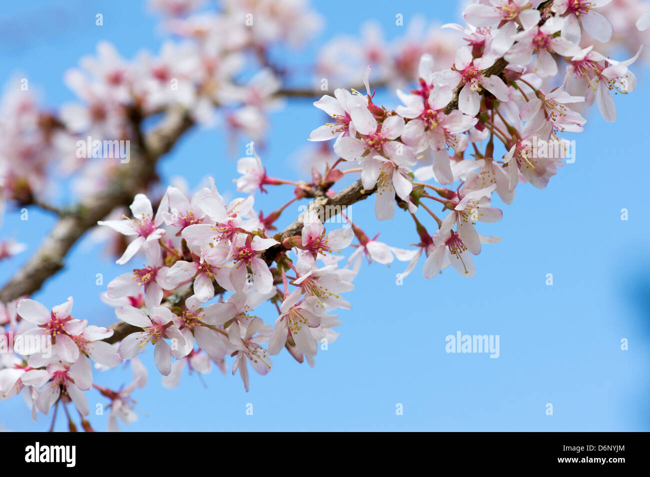 Prunus incisa Fujima. Fleur de cerisier Fuji Banque D'Images