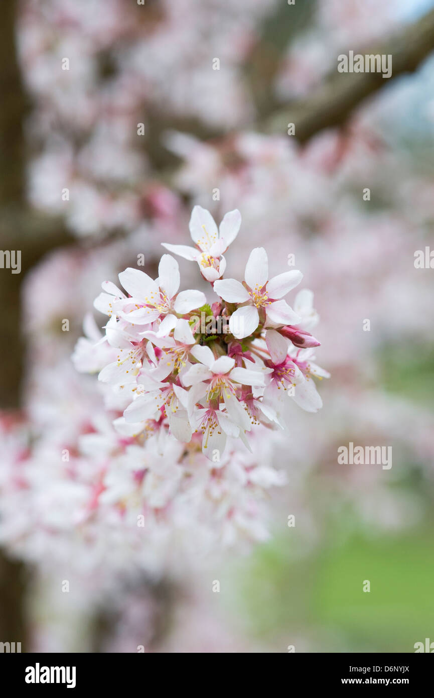 Prunus incisa Fujima. Fleur de cerisier Fuji Banque D'Images