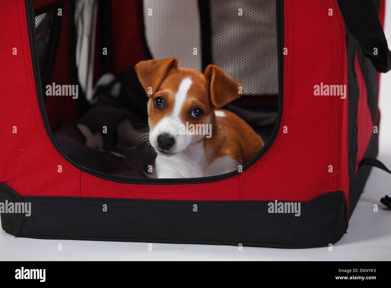 Jack Russell Terrier, chiot, 9 semaines, en chenil ouvert Banque D'Images