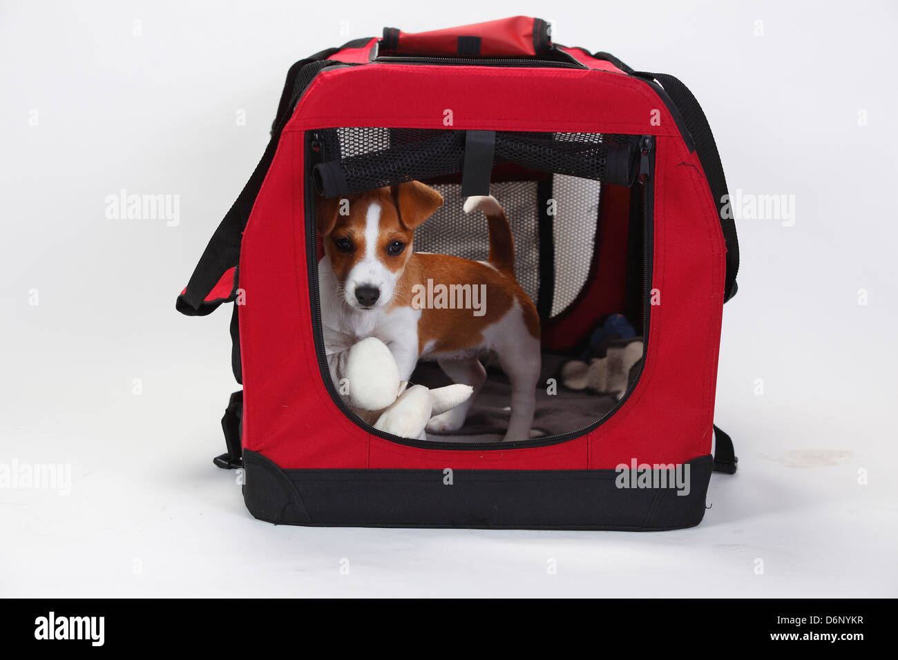 Jack Russell Terrier, chiot, 9 semaines, en chenil ouvert Banque D'Images
