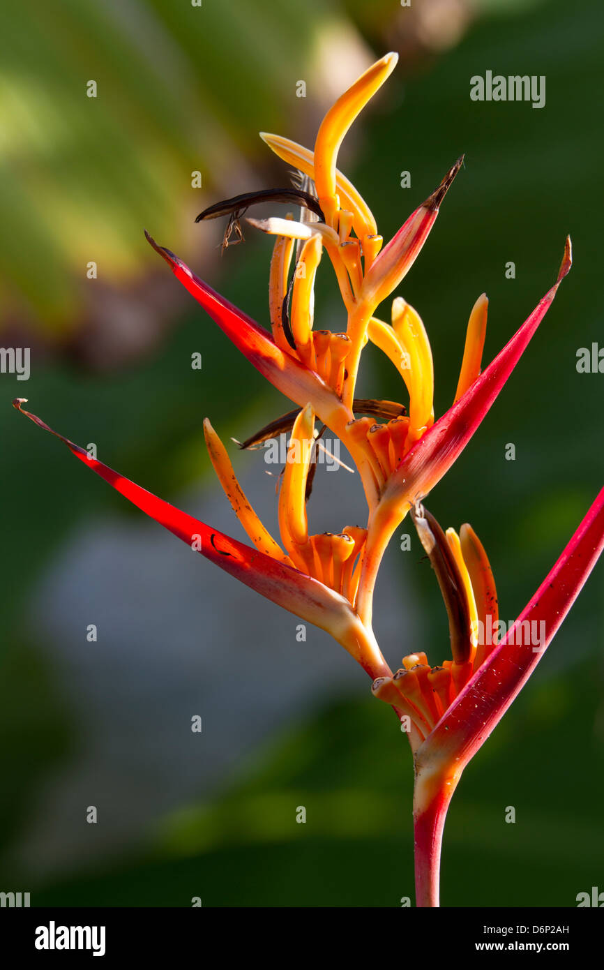 Heliconia ou griffe du homard au soleil rougeoyant... Banque D'Images