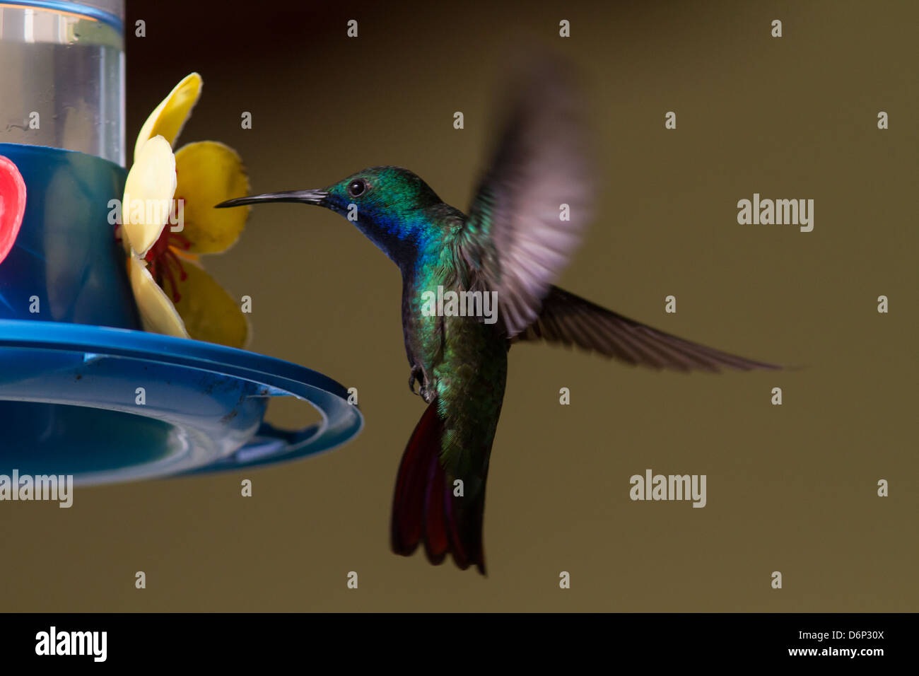 Hummingbird : Rainbow-Acantise barbu Banque D'Images