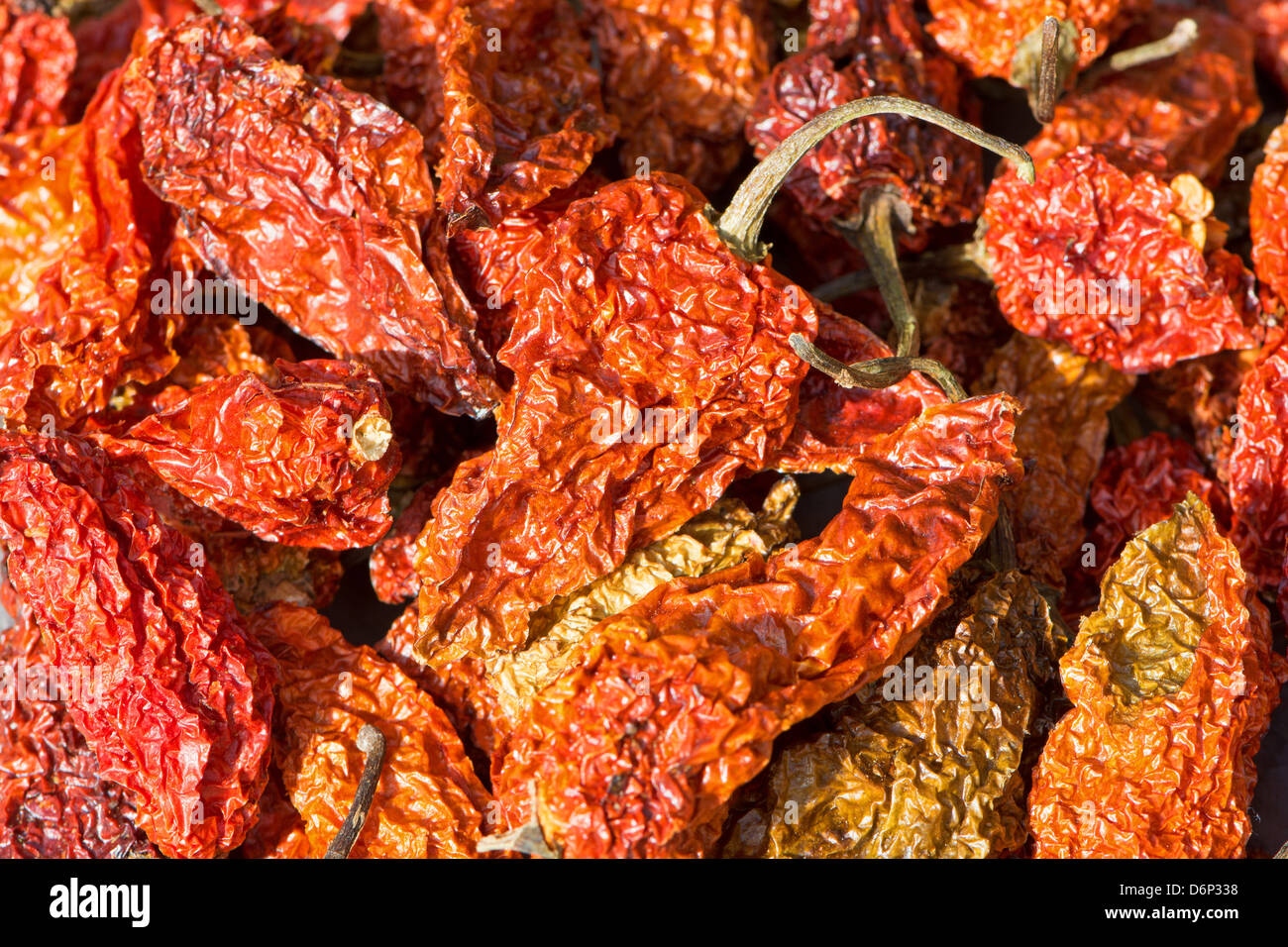 Bhut Jolokia piments séchés (également connu sous le nom de Naga Naga Jolokia, Ghost etc. Voir la description fort pour une liste complète des noms). Banque D'Images