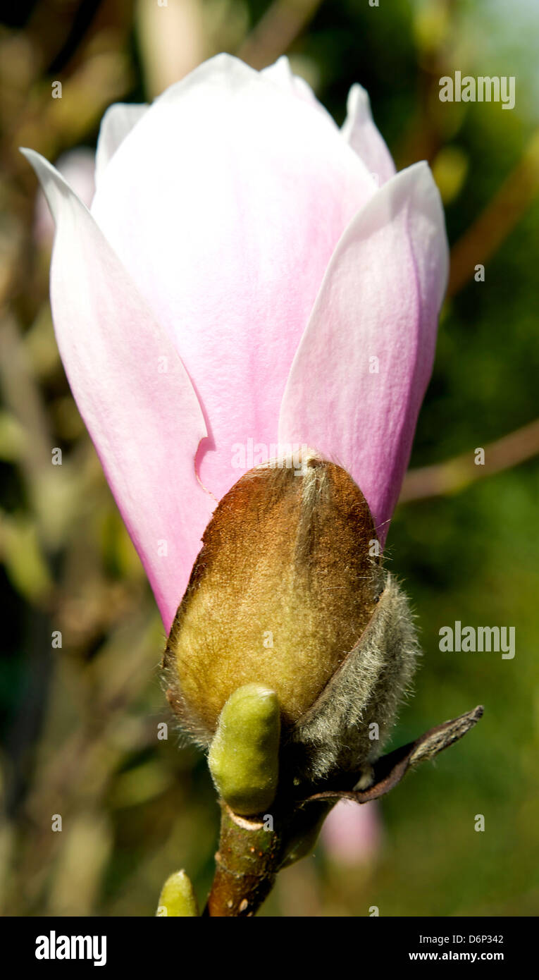 Belles fleurs de magnolia flower au printemps. Banque D'Images