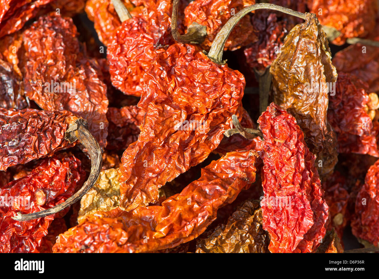 Bhut Jolokia piments séchés (également connu sous le nom de Naga Naga Jolokia, Ghost etc. Voir la description fort pour une liste complète des noms). Banque D'Images