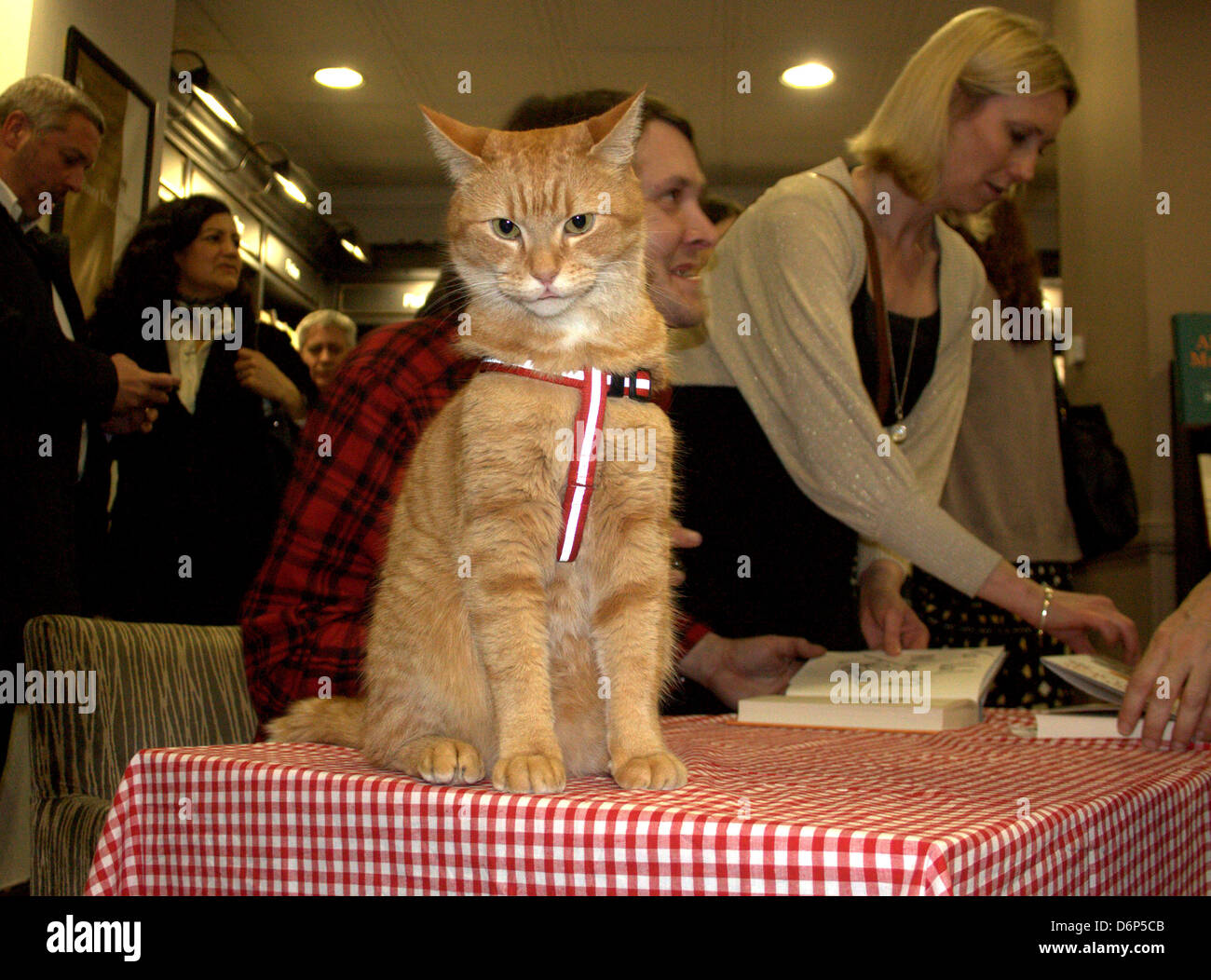 Bob Le Chat De Rue James Bowen Et Bob Le Chat Rue Assister A Une Signature Animee A Islington Waterstone S Book Store Pour Signer Des Copies Photo Stock Alamy Bob Le Chat De Rue James Bowen Et Bob Le Chat Rue Assister A Une Signature Animee A Islington Waterstone S Book Store Pour Signer Des Copies Photo Stock Alamy