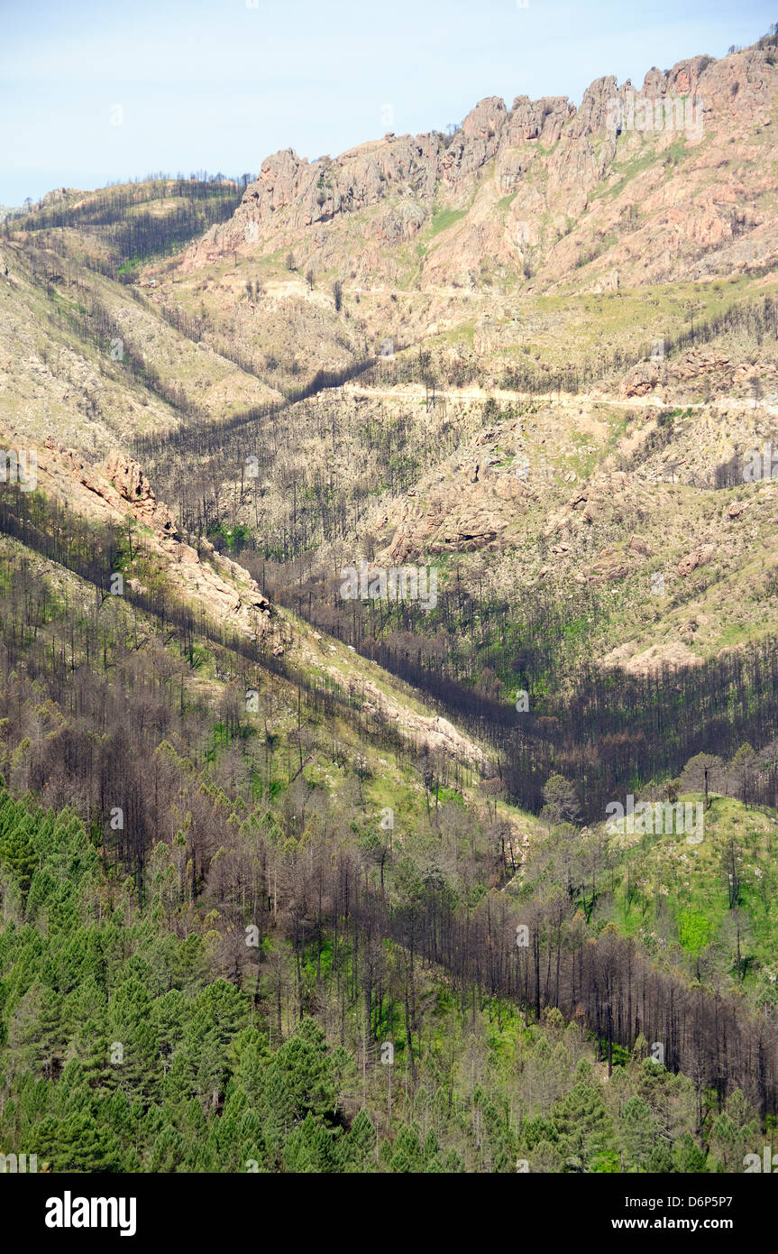 Forêt De France En Feu Banque d'image et photos - Alamy