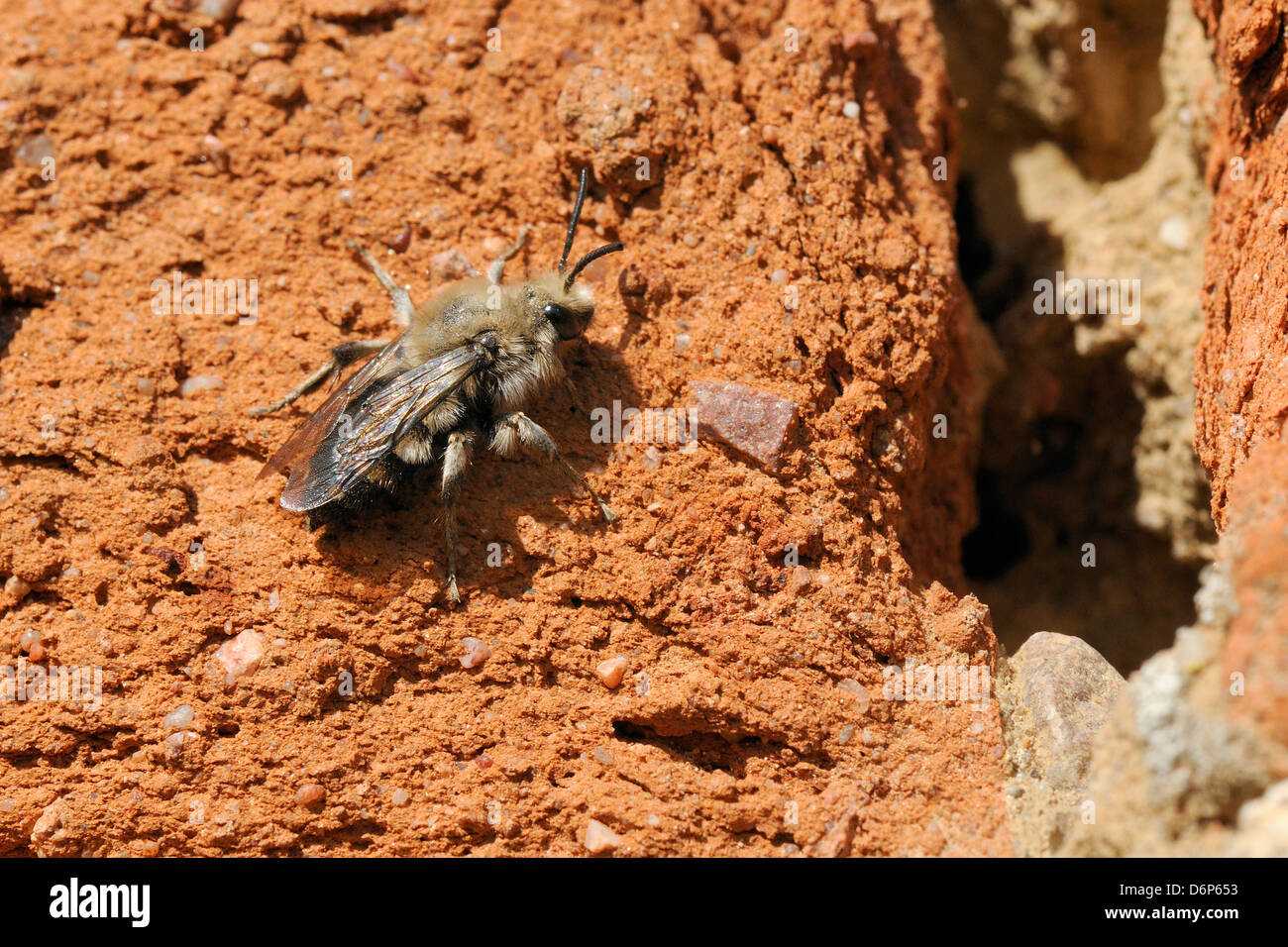 Cuckoo bee (Melecta albifrons) un parasite d'abeilles solitaires, à la recherche d'un vieux mur pour accueillir des nids, Brandenburg, Germany, Europe Banque D'Images
