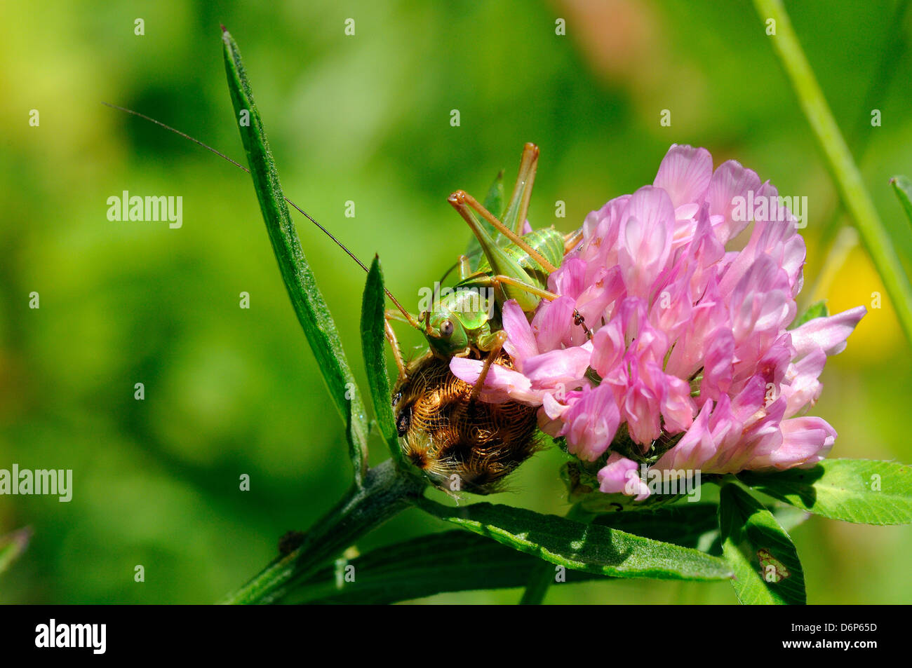 Femelle immature grand green bush cricket (Tettigonia viridissima) et trèfle fleur, vallée de hecho, Pyrénées espagnoles, Espagne Banque D'Images