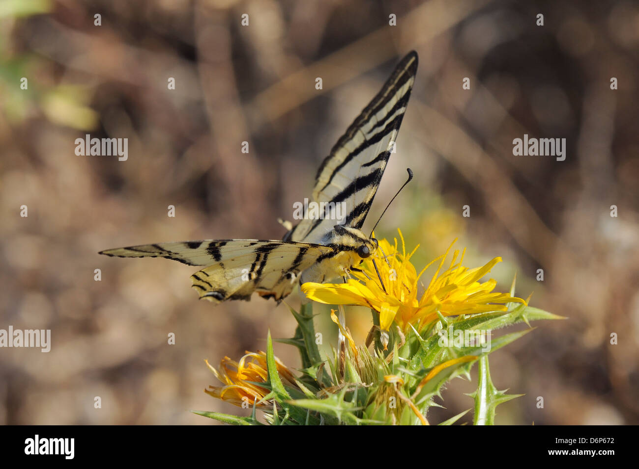Les rares swallowtail butterfly (Iphiclides podalirius) se nourrissant de laiteron épineux (Sonchus asper), Zadar, Croatie province Banque D'Images