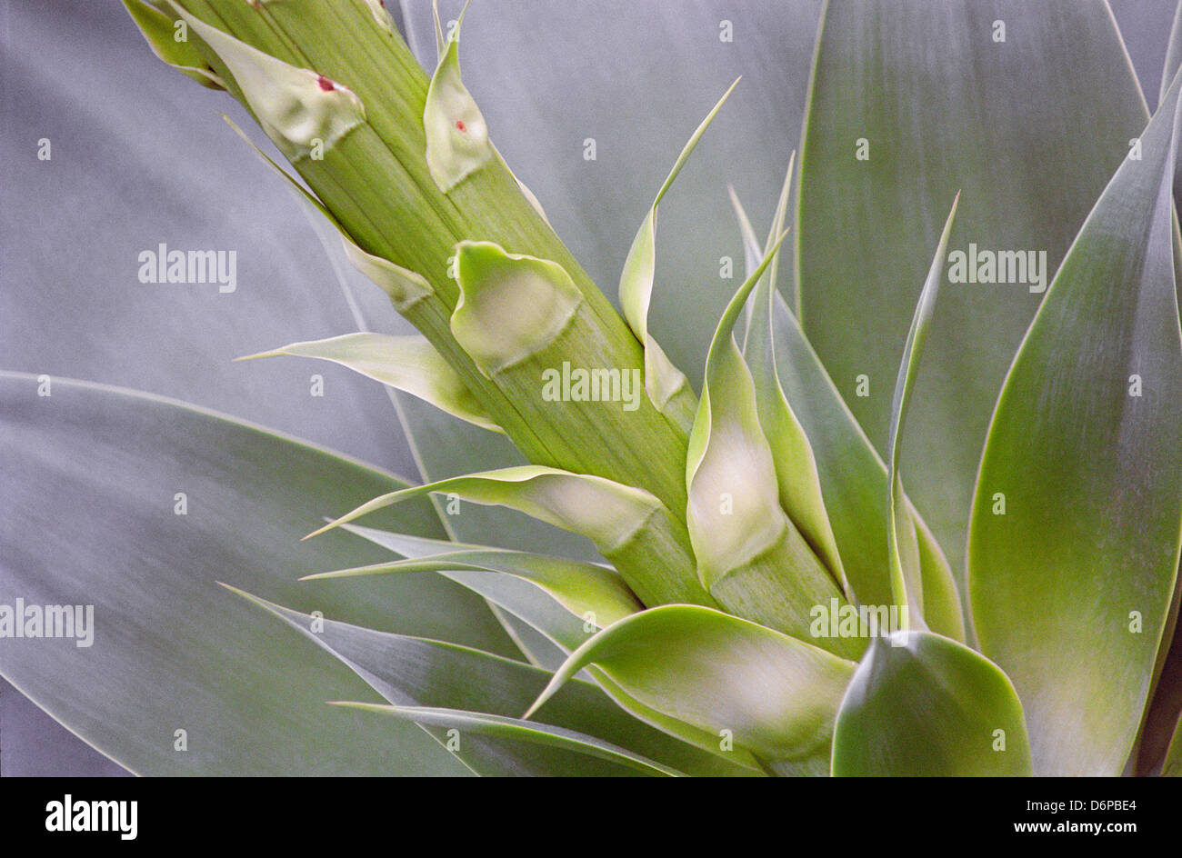 Agave close up Banque D'Images