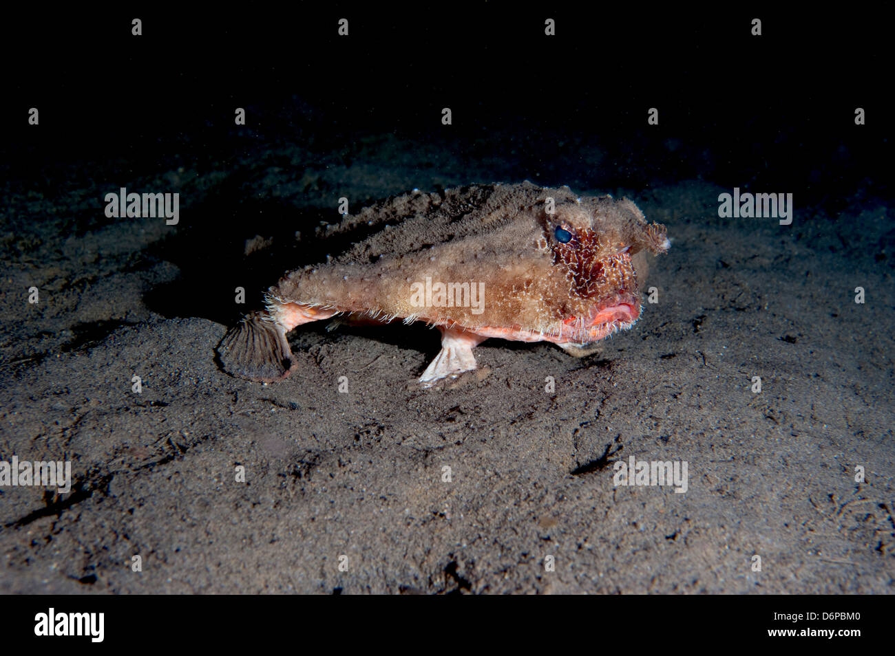 Un rare chez le marchant platax (Ogcocephalus corniger) qui vit habituellement à des profondeurs de 300m, Dominique, Antilles, Caraïbes Banque D'Images