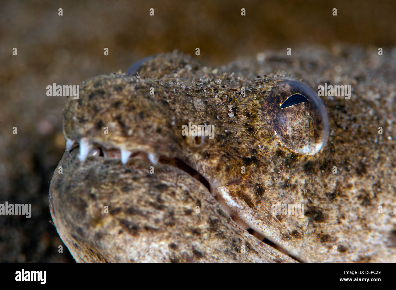 Le Roi Serpent tacheté (Ophichthys anguille ophis), Dominique, Antilles, Caraïbes, Amérique Centrale Banque D'Images